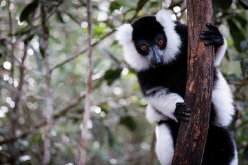 Indri lemur climbing a tree in the lush forests of Madagascar during daylight hours