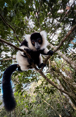 Indri lemur climbing and exploring trees in Madagascar's lush rainforest habitat