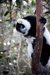 Indri lemur climbing a tree in the lush rainforests of Madagascar during a sunny afternoon