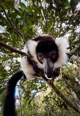 Indri lemur perched on a branch in Madagascar, showcasing its unique features during a daytime exploration