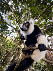 Indri lemur perched on a branch among lush foliage in Madagascar, showcasing its distinctive black and white fur © Dave