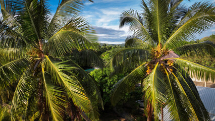 Obraz premium Aerial view of Nosy Be Island in Madagascar showcasing lush palm trees and tropical landscape under a clear sky