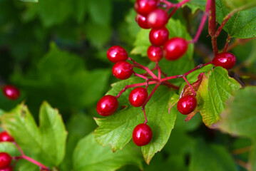 Red viburnum berries on a green bush. Viburnum opulus. Autumn berries on a bush.