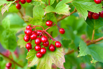 Red viburnum berries on a green bush. Viburnum opulus. Autumn berries on a bush.
