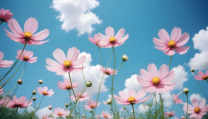 Fototapeta premium Pink and white cosmos flowers against a blue sky with clouds