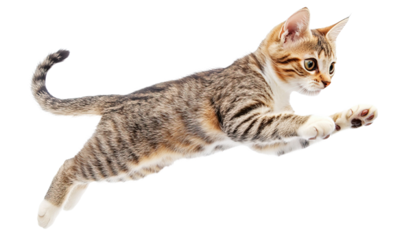 Jump shorthair cat isolated on white or transparent background