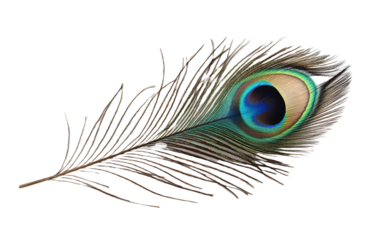 Peacock feather animal bird isolated on white or transparent background