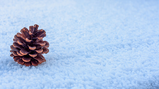 Single pine cone on snow