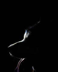 Closed portrait of Alaska Malamute isolated on black background