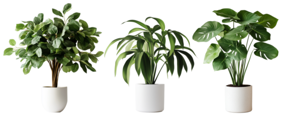 Set of house plants in white pot. Isolated background, green leaves PNG