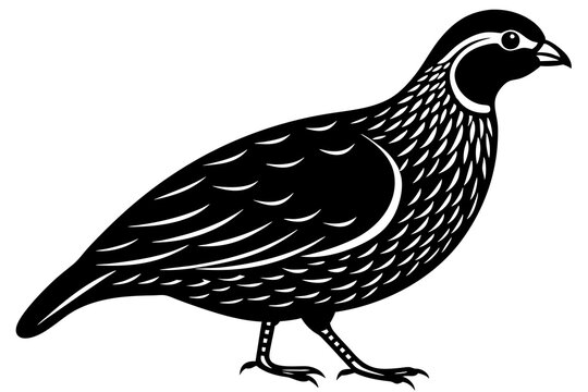 recommend clip art: Domestic bird quail silhouette black vector art illustration