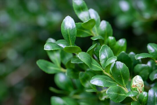 Foliage of a Japanese holly, Ilex crenata