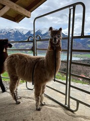 Alpacas