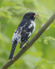 juvenile rose breasted grosbeak on a branch