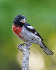 male rose breasted grosbeak perched on branch