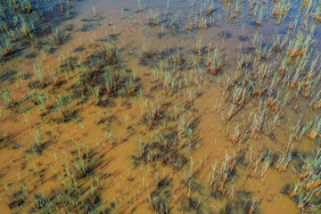 Seenlandschaft mit Seerosen, Biotop