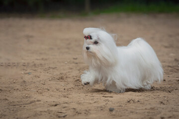 Maltese dog runs across a sandy field.
