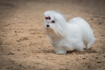 Maltese dog runs across a sandy field.
