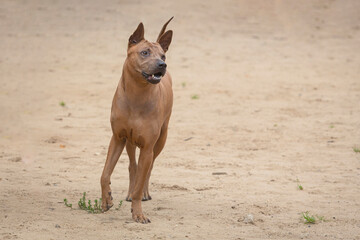 A Thai Ridgeback dog runs across a field on a summer day.