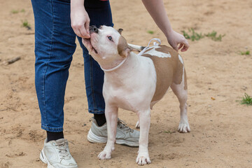 Handler puts The American Staffordshire Terrier in the correct stance at a dog show. Cute pet...