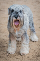 Portrait of a purebred Miniature Schnauzer dog on a sandy background