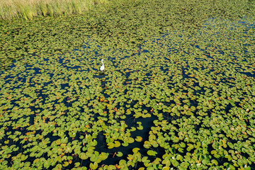 Seenlandschaft mit Seerosen, Biotop
