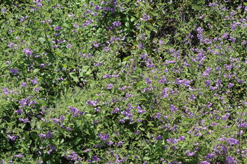 Purple Nightshade, Solanum Xanti, usually a small perennial herb, can proliferate after heavy rains into a larger suffrutescent display of beauty during Spring in the Santa Monica Mountains.