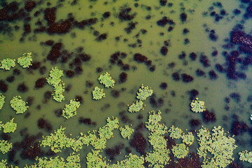 Seenlandschaft mit Seerosen, Biotop