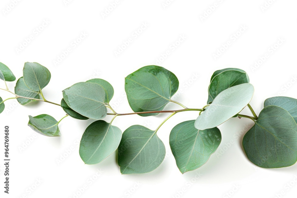 Poster a close-up view of eucalyptus leaves against a white background, perfect for use in botanical or nat