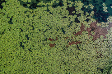 Seenlandschaft mit Seerosen, Biotop