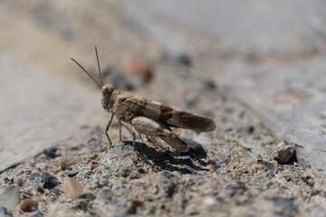 Close-up of grasshopper on the ground