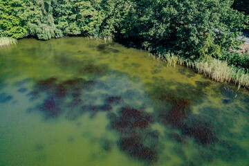 Seenlandschaft mit Seerosen, Biotop