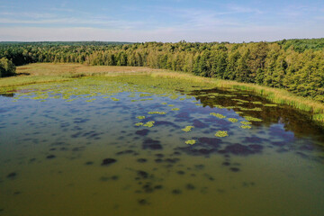 Seenlandschaft mit Seerosen, Biotop