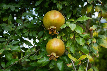 Pomegranates on the tree in the garden