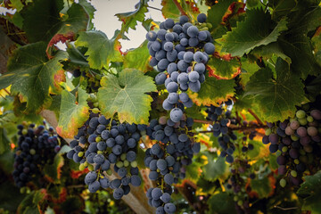 Fototapeta premium Bunches of purple grapes on the vine in the garden. Fresh ripe juicy grapes close up, harvest time