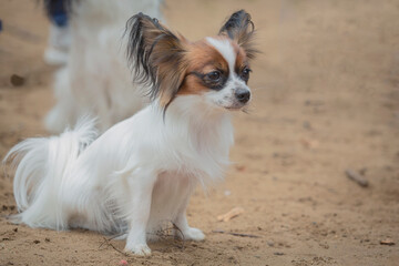 Papillon dog on a walk. Close-up.