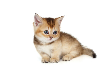 Funny little kitten looks around