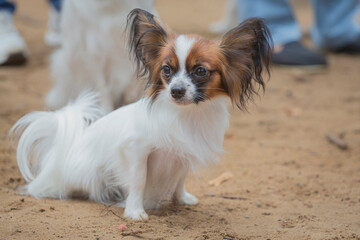 Papillon dog on a walk. Close-up.