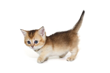 Scottish kitten with short paws