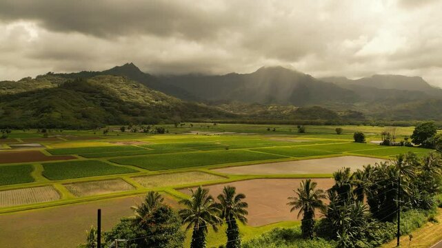 Vue sur les rizi&egrave;res d'Hawaii