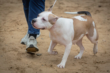 A young dog of the American Staffordshire Terrier breed at a dog show.