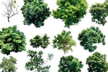 Fototapeta premium Collection of different tree species on a clean white surface, ideal for use in educational or commercial settings