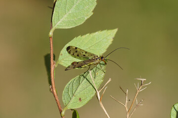 Male scorpionfly Panorpa germanica, family Panorpidae on leaves of Japanese spirea, Spirea Japonica 'Goldflame'. Summer, September, Netherlands