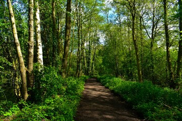 Path in the forest in summer, Brandon Marsh, West Midlands, England, UK