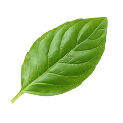 Fototapeta premium A fresh green leaf showcasing vibrant color and intricate texture, perfect for nature and culinary themed projects. transparent background