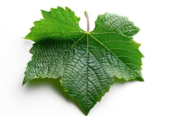 Fototapeta premium A single green leaf placed on a clean white surface
