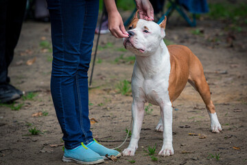 Handler puts The American Staffordshire Terrier in the correct stance at a dog show. Cute pet...