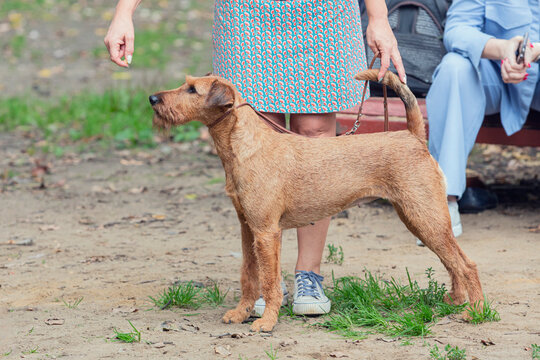 An Irish terrier dog in a stand. Dog at an exhibition with a handler.
