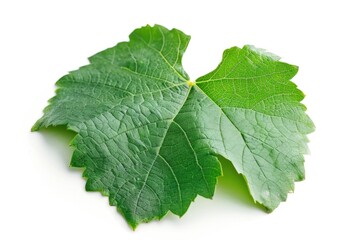 A detailed shot of a solitary leaf on a white background, perfect for use in designs where a small botanical element is needed