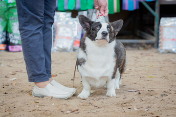 A Pembroke Corgi dog at a dog show